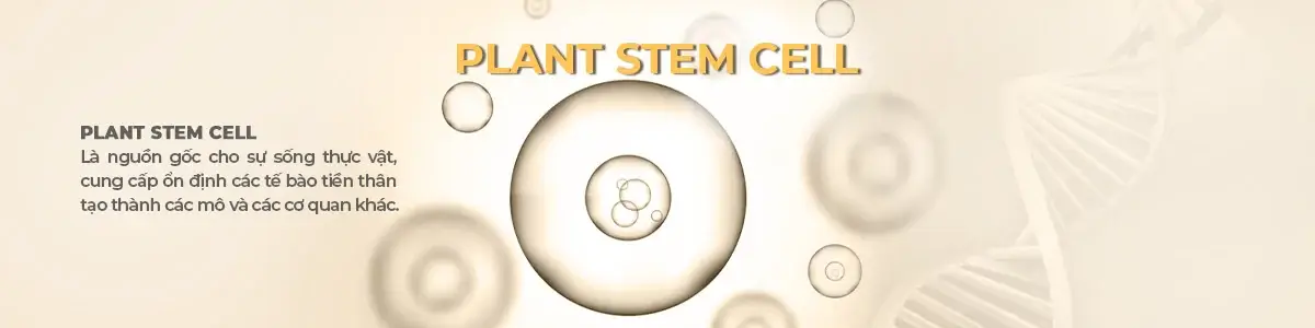 Plant Stem Cell (tế bào gốc thực vật)