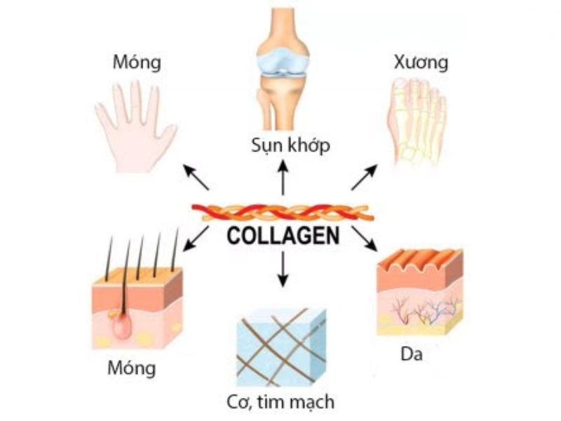 Collagen đóng vai trò quan trọng trong cơ thể. Nếu thiếu collagen, bạn sẽ phải đối mặt với rất nhiều vấn đề về sức khỏe cơ thể và làn da.