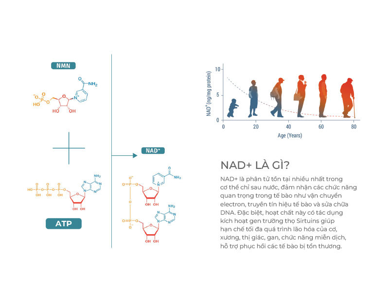 Cơ chế hoạt động của NMN và tầm quan trọng của NAD+