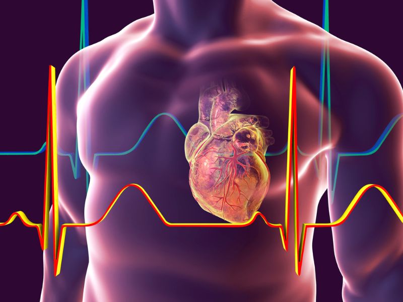 Tác dụng của magie đối với hệ tim mạch: điều hòa huyết áp, ổn định tiểu cầu.