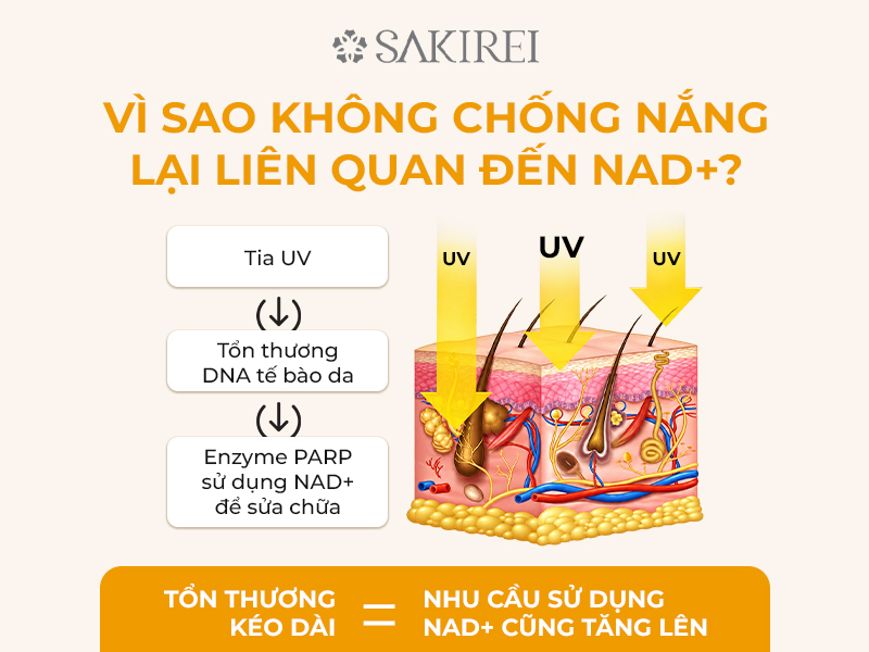 Không Chống Nắng Và Tiếp Xúc Tia UV Quá Mức