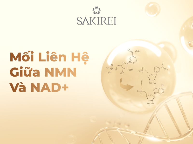 Sơ đồ mối liên hệ giữa NMN và NAD+, NMN là tiền chất chuyển hóa thành NAD+ trong tế bào