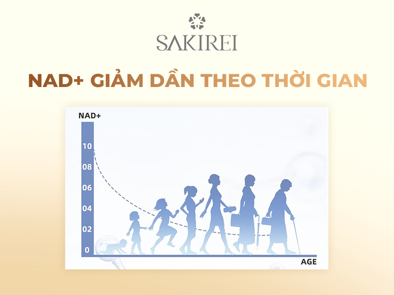 NAD+ giảm dần theo thời gian và tuổi tác, ảnh hưởng đến năng lượng tế bào và quá trình lão hóa da