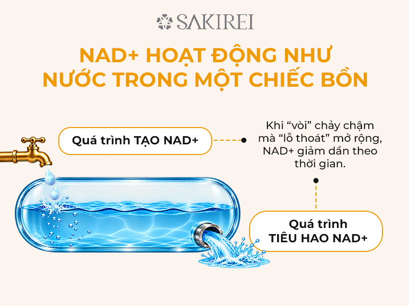 NAD+ Là Gì Và Vì Sao Nó Suy Giảm?