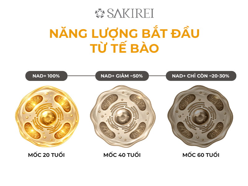 Năng lượng bắt đầu từ tế bào