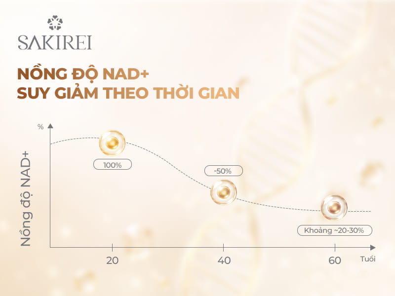 Biểu đồ nồng độ NAD+ suy giảm theo thời gian: 100% ở tuổi 20, giảm 50% ở  tuổi 40 và còn khoảng 20-30% ở tuổi 60